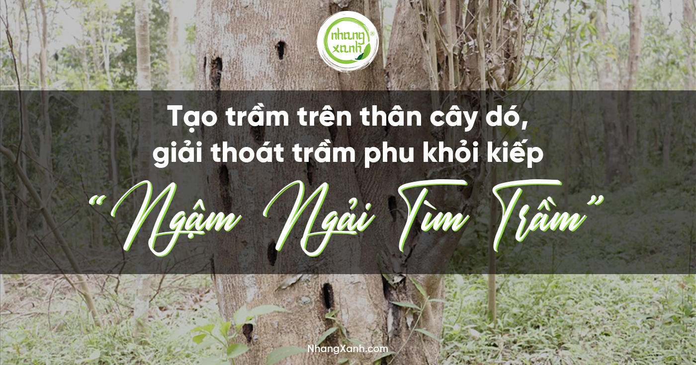 Tạo trầm trên thân cây gió, giải thoát trầm phu khỏi kiếp 