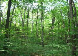 Đề xuất giảm thuế gỗ rừng tự nhiên, tăng thuế trầm hương, kỳ nam