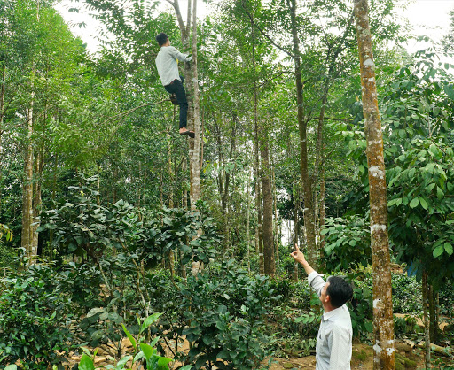 Nuôi kiến tạo trầm hương - Nông dân thành tỷ phú